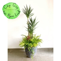 CÂY DỨA PHÁT TÀI ( DỨA XANH ) 1M, 1M2, 1M5, 1M8