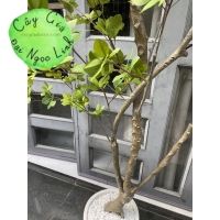 CÂY THẠCH NAM GIẢ 1M8 NL27-6