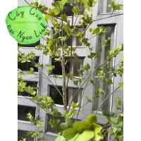 CÂY THẠCH NAM GIẢ 1M8 NL27-6
