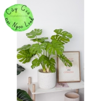 CHẬU CÂY TRẦU BÀ ĐỂ BÀN ĐỂ KỆ NL300-6