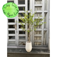 NL27-3 Cây thạch nam 1,6m  