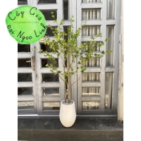 NL27-3 Cây thạch nam 1,6m  