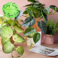 CÂY MINI ĐỂ BÀN NL300-7