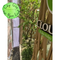  LẨU CLOUD POT- THI CÔNG CÂY GIẢ TAI HỒ CHÍ MINH