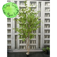 CÂY THẠCH  NAM GIẢ CAO 2M2 NL27-8