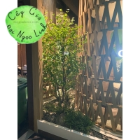  LẨU CLOUD POT- THI CÔNG CÂY GIẢ TAI HỒ CHÍ MINH