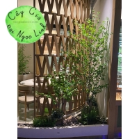 CÂY THẠCH  NAM GIẢ CAO 2M2 NL27-8