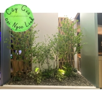 CÂY THẠCH  NAM GIẢ CAO 2M2 NL27-8