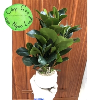 CÂY MINI ĐỂ BÀN NL300-6