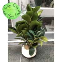 CÂY MINI ĐỂ BÀN NL300-6