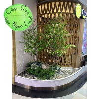 CÂY THẠCH  NAM GIẢ CAO 2M2 NL27-8