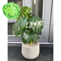 CHẬU CÂY MINI ĐỂ BÀN NL300-9