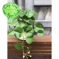 CÂY MINI ĐỂ BÀN NL300-7