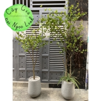 CÂY THẠCH NAM GIẢ NL27-7 CAO 2m