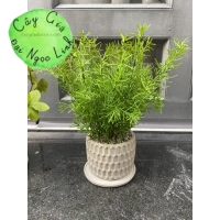CÂY HƯƠNG THẢO ĐỂ BÀN 