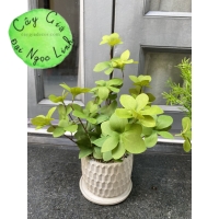 CÂY GIẢ MINI ĐỂ BÀN NL300-4