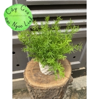 CÂY HƯƠNG THẢO ĐỂ BÀN 