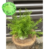 CÂY HƯƠNG THẢO ĐỂ BÀN 