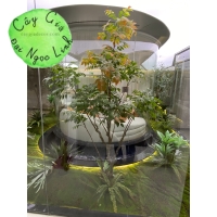 CÂY GIẢ CÔNG TRÌNH NHÀ MẪU 