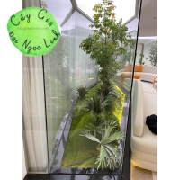 CÂY GIẢ CÔNG TRÌNH NHÀ MẪU 