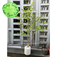 CÂY THẠCH NAM GIẢ 1M8 NL27-6