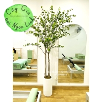 CÂY THẠCH NAM GIẢ NL27-7 CAO 2m