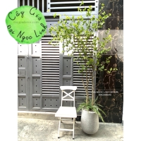 CÂY THẠCH NAM GIẢ NL27-7 CAO 2m