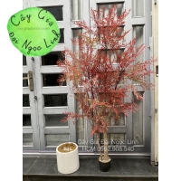 CÂY NAM THIÊN TRÚC LÁ ĐỎ NL22-8