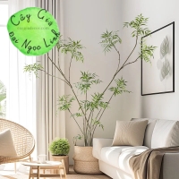 cây hoàng liên trang trí nội thất sang trọng nl35-1