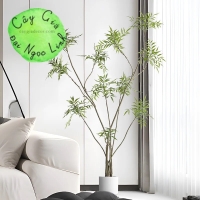 cây hoàng liên trang trí nội thất sang trọng nl35-1