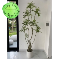 cây hoàng liên trang trí nội thất sang trọng nl35-1