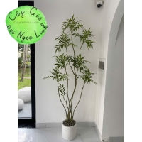 cây hoàng liên trang trí nội thất sang trọng nl35-1