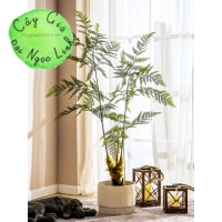 DƯƠNG XỈ CỔ ĐẠI DƯƠNG XỈ LÔNG CULI NL36-1