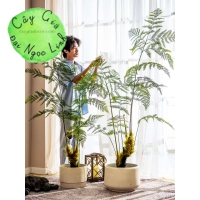 DƯƠNG XỈ CỔ ĐẠI DƯƠNG XỈ LÔNG CULI NL36-1