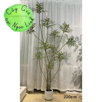 cây hoàng liên trang trí nội thất sang trọng nl35-1