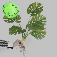 CHẬU CÂY TRẦU BÀ ĐỂ BÀN ĐỂ KỆ NL300-6