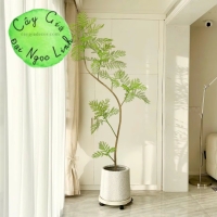 CÂY PHƯỢNG GIẢ TRANG TRÍ PHONG CÁCH BẮC ÂU SANG TRỌNG