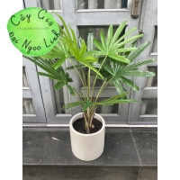 CÂY MẬT CẬT GIẢ TRANG TRÍ NL38-1