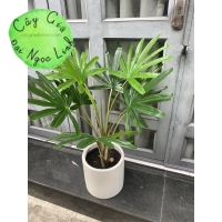 CÂY MẬT CẬT GIẢ TRANG TRÍ NL38-1