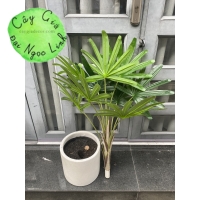 CÂY MẬT CẬT GIẢ TRANG TRÍ NL38-1