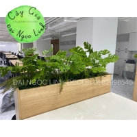 HỘC CÂY GIẢ VĂN PHÒNG NL200-7