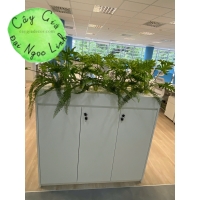 HỘC CÂY GIẢ VĂN PHÒNG NL200-7