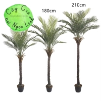 CÂY CHÀ LÀ GIẢ TRANG TRÍ 