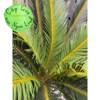 Cây vạn tuế 1,2m -NL29-1  