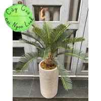 cây vạn tuế trang trí văn phòng nl29-2