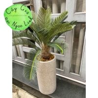 cây vạn tuế trang trí văn phòng nl29-2