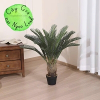 cây vạn tuế trang trí văn phòng nl29-2