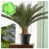 cây vạn tuế trang trí văn phòng nl29-2