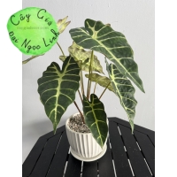 CHẬU CÂY MÔN QUAN ÂM ĐỂ BÀN NL300-8