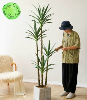 Cây giả đại ngọc linh